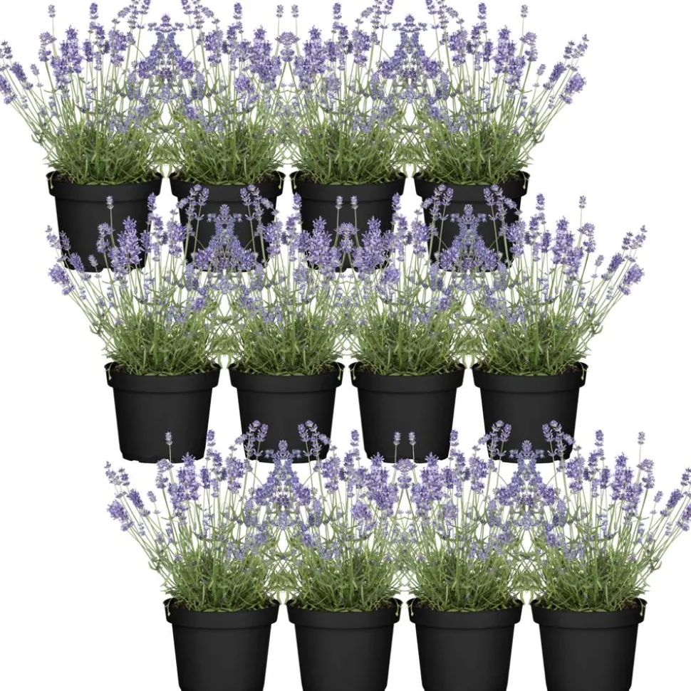 Lavandula angustifolia 12er-Set, 13 cm Topf
