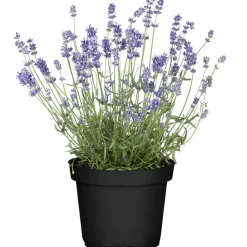 Lavendel 14 cm Topf