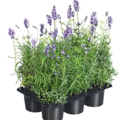 Lavendel blau 6er-Tray