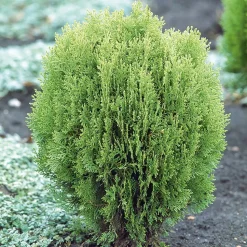 Lebensbaum "Aurea Nana"
