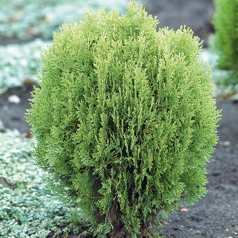 Lebensbaum "Aurea Nana"