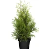Lebensbaum 'Brabant'