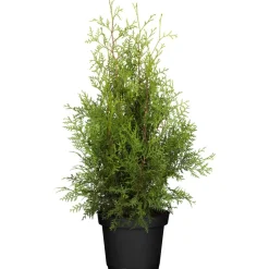 Lebensbaum 'Brabant'