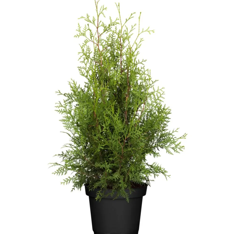 Lebensbaum 'Brabant'
