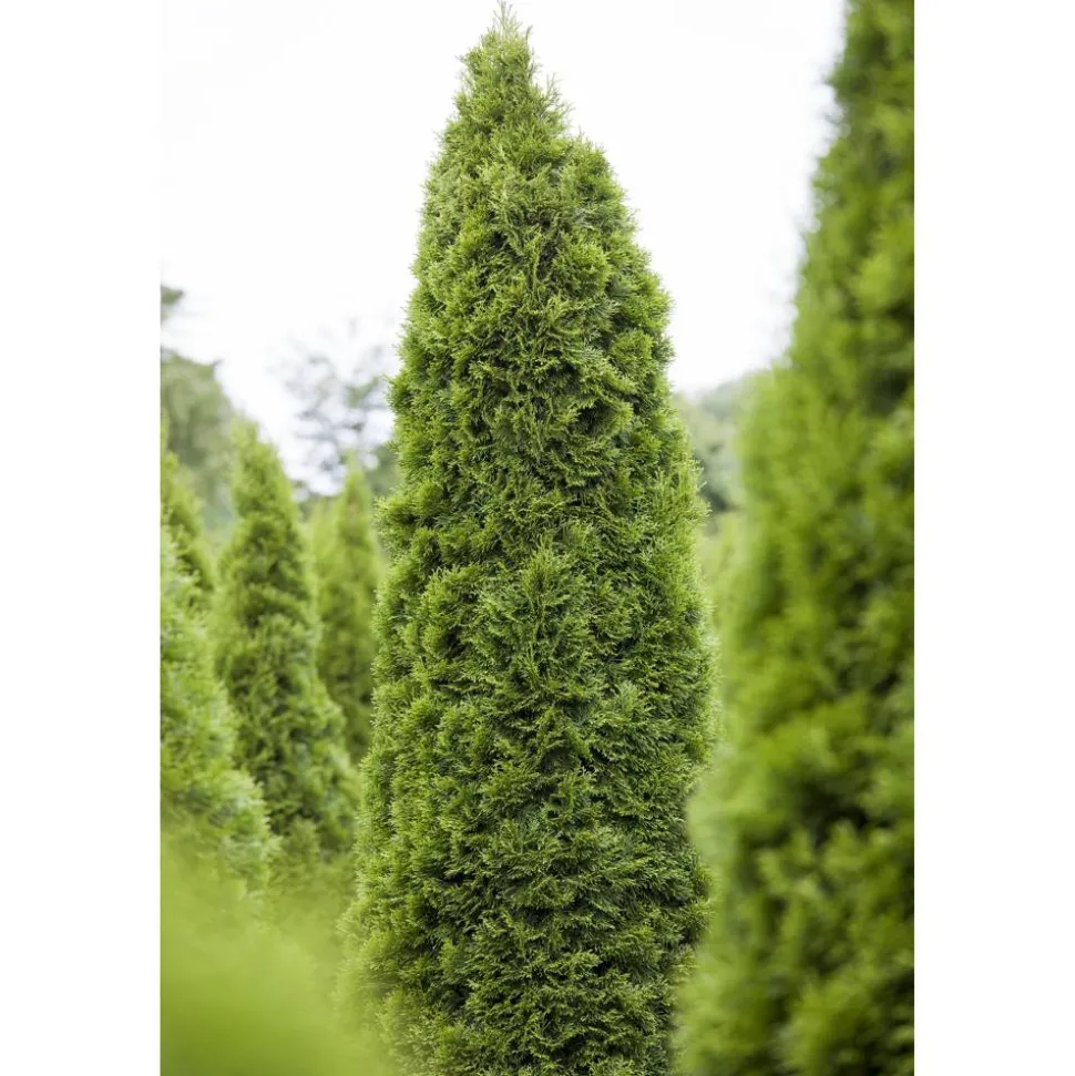 Lebensbaum 'Brabant' 120-140 cm 12 Stück