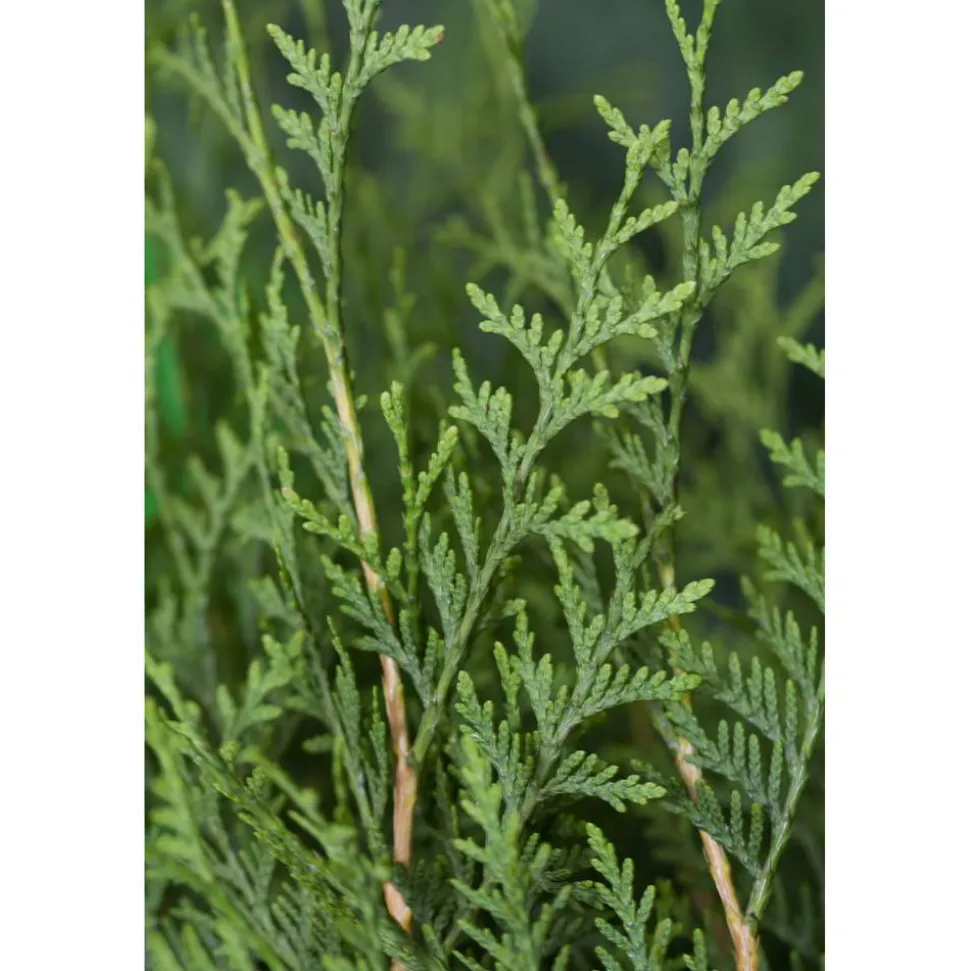 Lebensbaum 'Brabant' 120-140 cm 12 Stück