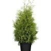 Lebensbaum 'Brabant', 33 cm Topf