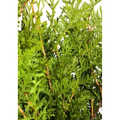 Lebensbaum 'Brabant', 33 cm Topf