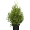 Lebensbaum 'Brabant', 26 cm Topf