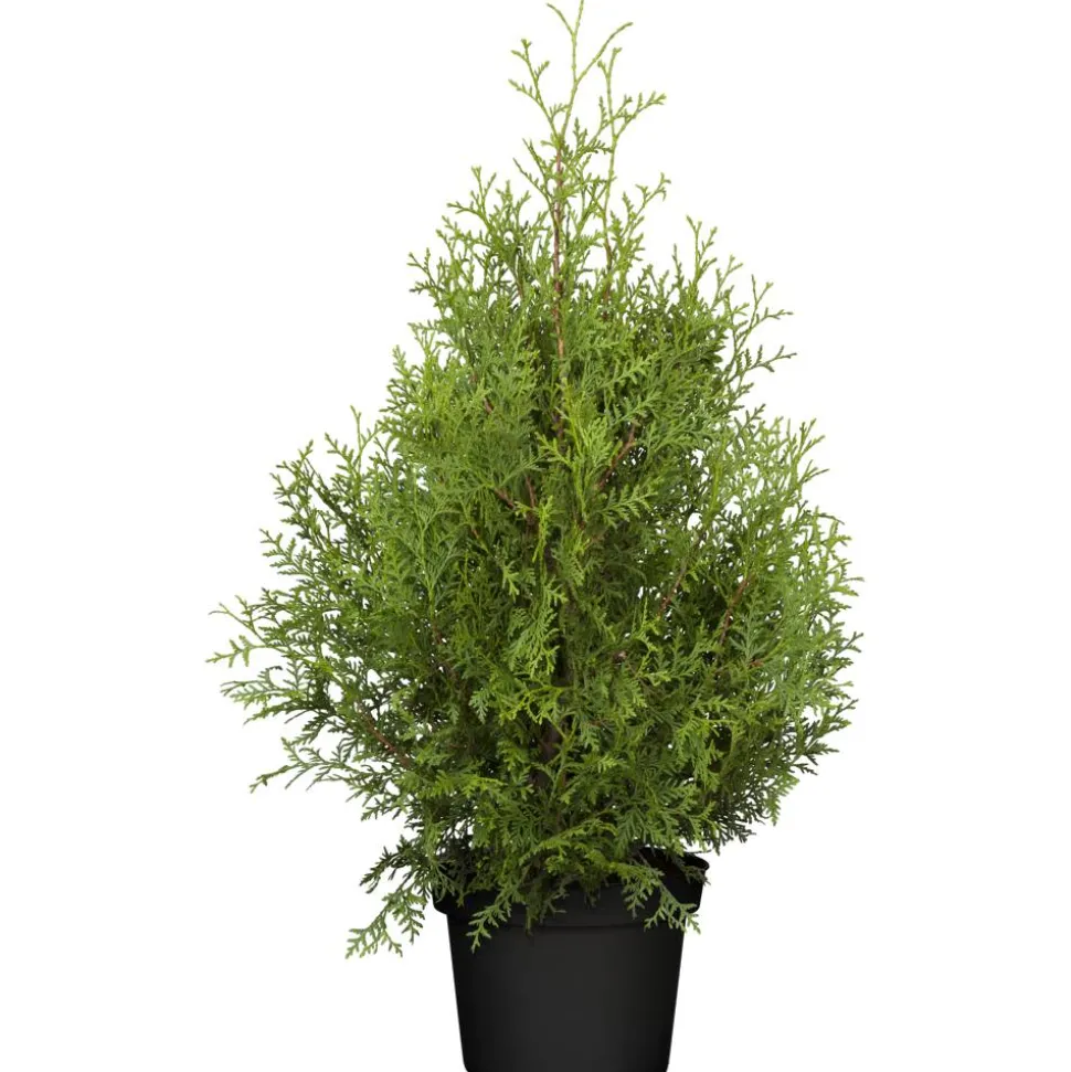 Lebensbaum 'Brabant', 26 cm Topf