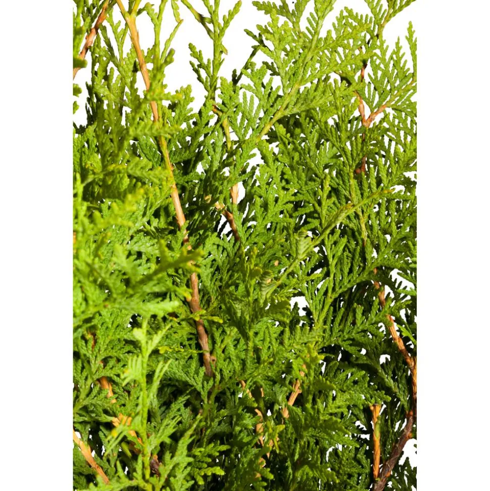 Lebensbaum 'Brabant', 26 cm Topf