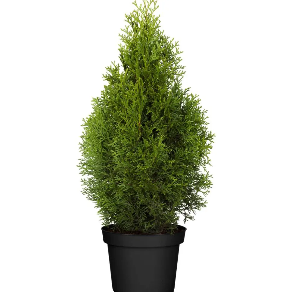 Lebensbaum 'Smaragd', 70-80 cm, 29 cm Topf