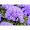 Leberbalsam 12 cm Topf
