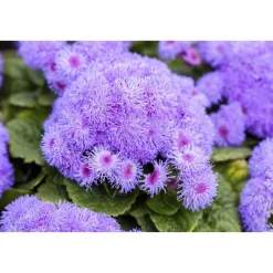 Leberbalsam 12 cm Topf