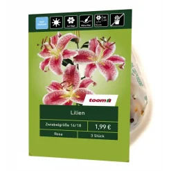 Lilien rosa 3 Stück
