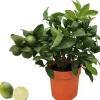 Limette 'Red Lime' 14 cm Topf