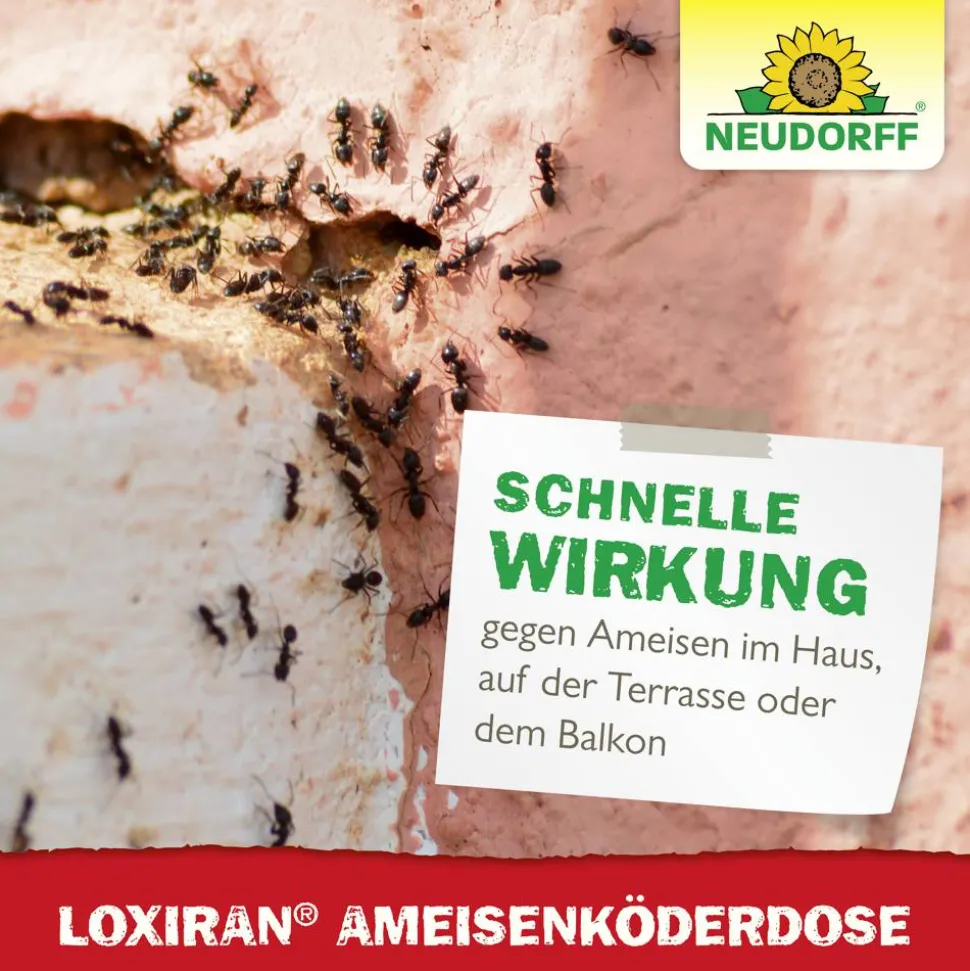 Loxiran Ameisenköderdose 2 Stück