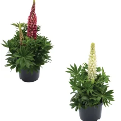 Lupine Mix 13 cm Topf, 2er-Set