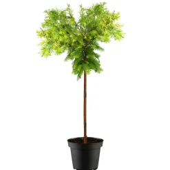 Mammutbaum 'Gold Rush' 125 cm, 30 cm Topf