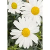 Margerite 10 cm Topf