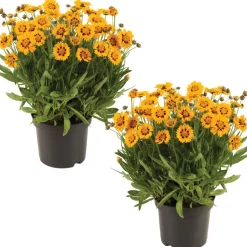 Mädchenauge gelb 13 cm Topf 2er-Set