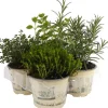 Mediterrane Kräuter Mix 4er-Tray