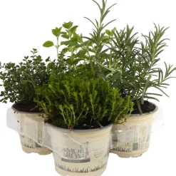 Mediterrane Kräuter Mix 4er-Tray