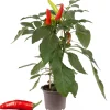 Milde Peperoni mit Früchten 14 cm Topf
