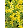 Milder Mauerpfeffer, 9 cm Topf, 3er-Set