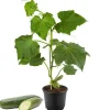 Mini-Snack-Gurke veredelt Citaro® 12 cm Topf
