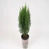 Mini-Weihnachtsbaum inkl. Motiv-Übertopf
