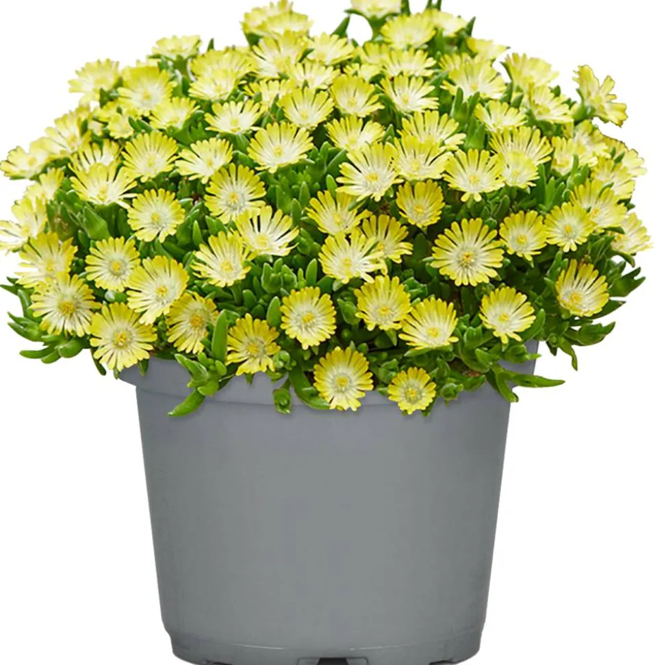 Mittagsblume 'Ice Dance' 13 cm Topf