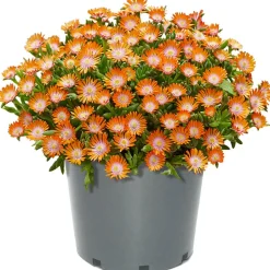 Mittagsblume 'Ice Dance' 13 cm Topf
