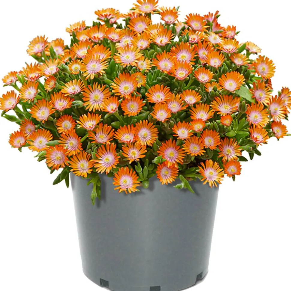 Mittagsblume 'Ice Dance' 13 cm Topf