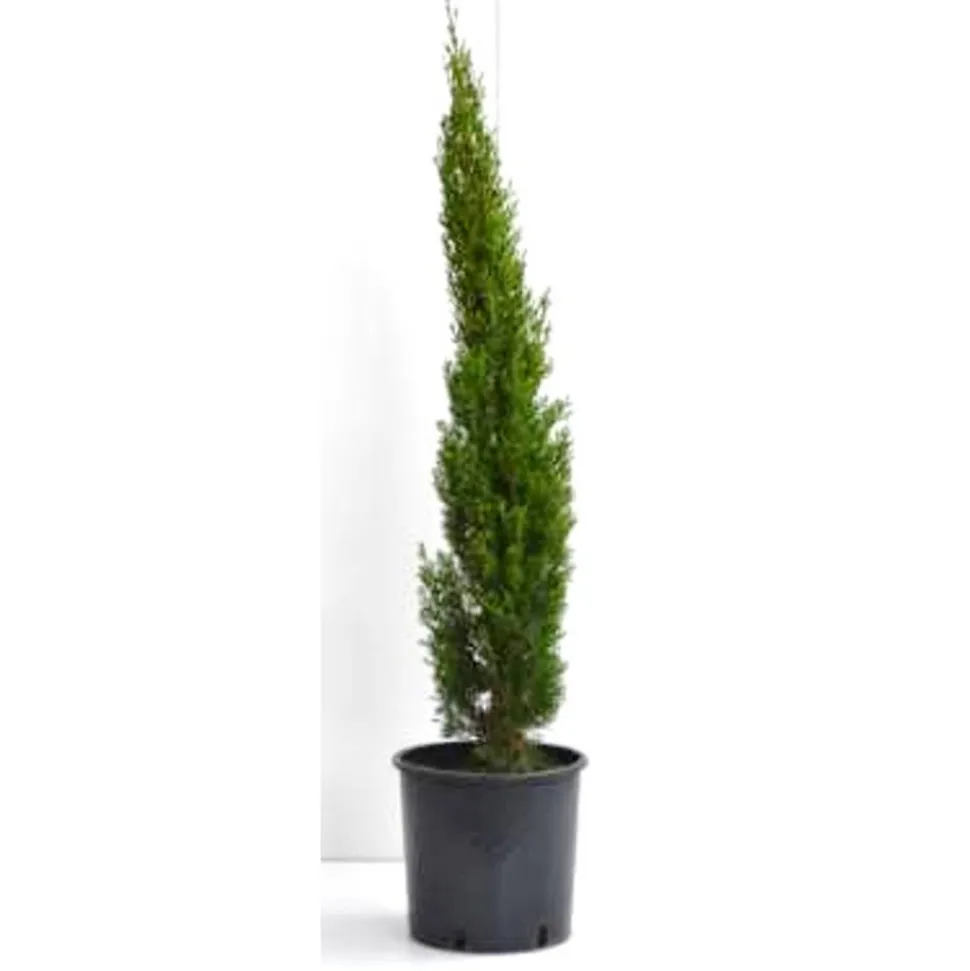 Mittelmeer-Zypresse 'Totem' 23 cm Topf
