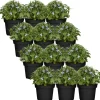 Männertreu blau 9 cm Topf, 12er-Set