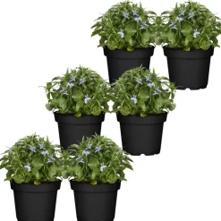 Männertreu blau 9 cm Topf, 6er-Set