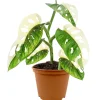 Monstera 'Adansonii variegata' 12 cm Topf