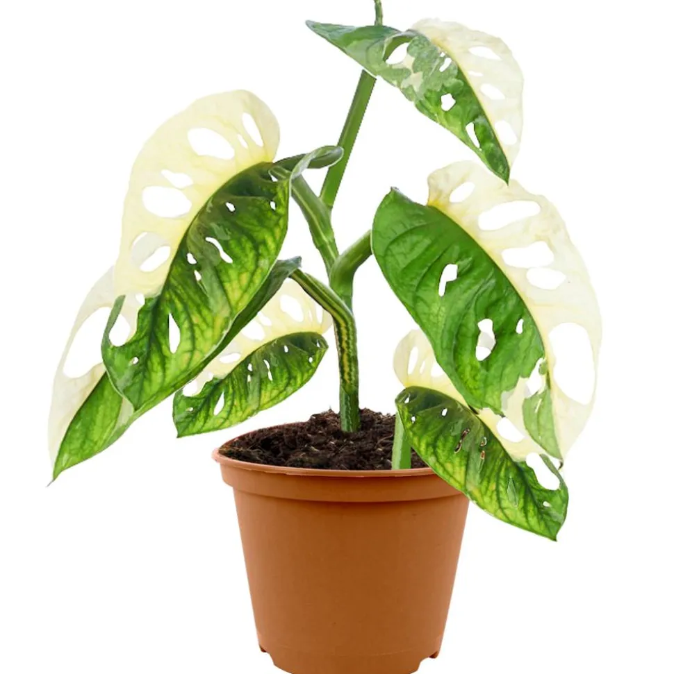 Monstera 'Adansonii variegata' 12 cm Topf