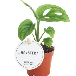 Monstera 'Esqueleto' 12 cm Topf