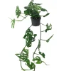 Monstera 'Monkey Leaf' 50 cm Ranken, 12 cm Topf