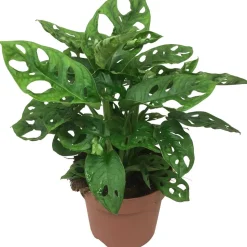 Monstera 'Monkey Leaf' 12 cm Topf