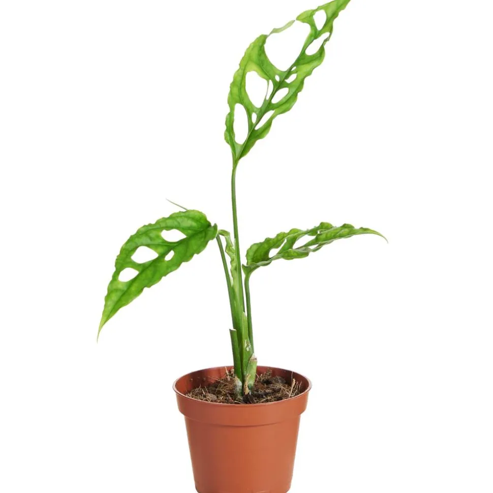 Monstera obliqua 'Peru' 6 cm Topf