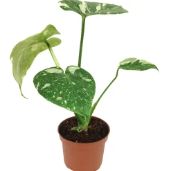 Monstera 'Thai Constellation' 12 cm Topf