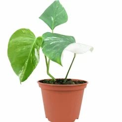 Monstera 'Variegata' 17 cm Topf