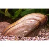 Muschel für Warmwasser 'Pilsbryoconcha exilis'