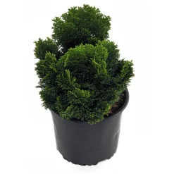 Muschel-Zypresse 'Nana Gracilis' 17 cm Topf
