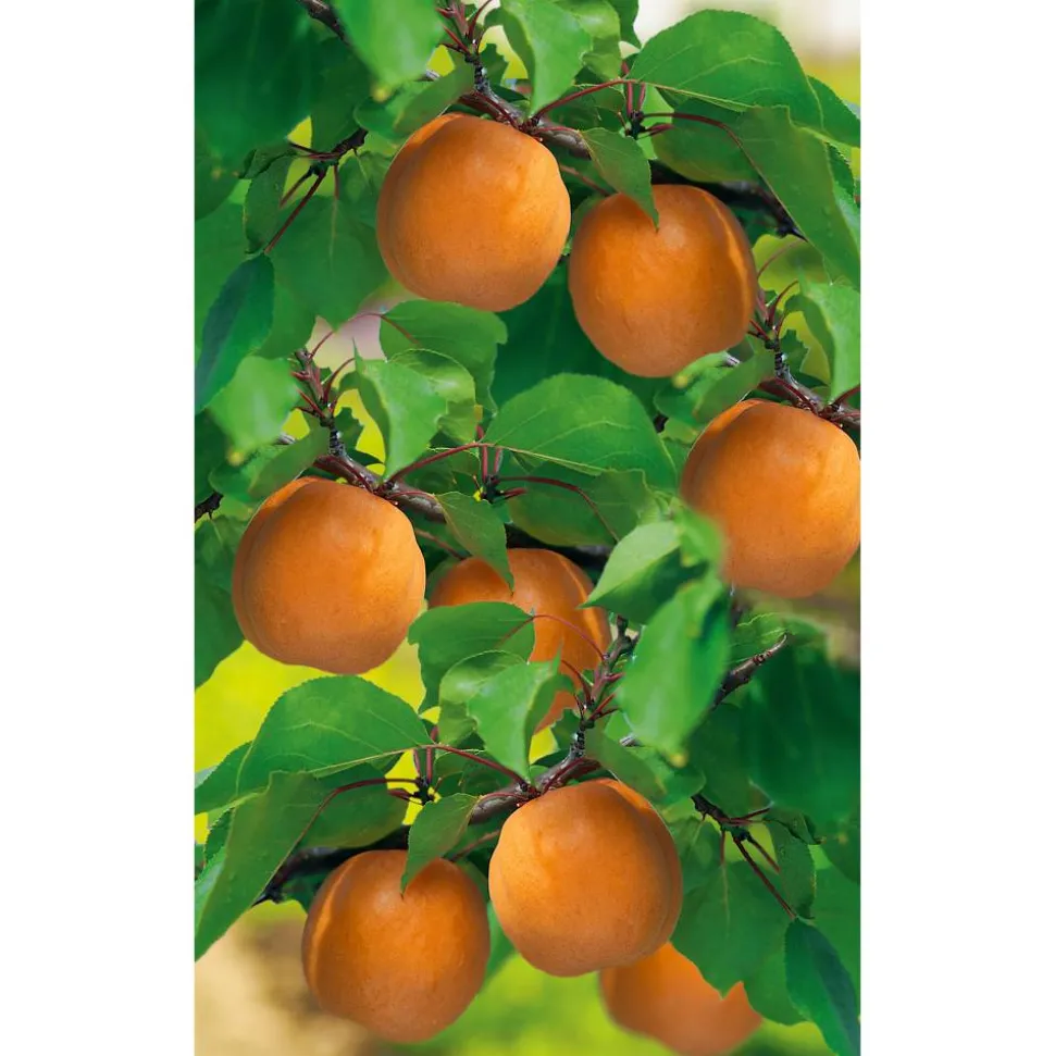 Naturtalent by toom® Bio Aprikose 'Nancy', Busch 25 cm Topf