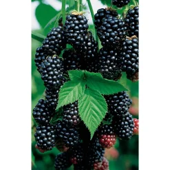 Naturtalent by toom® Bio Brombeere 'Black Satin', Busch 14 cm Topf