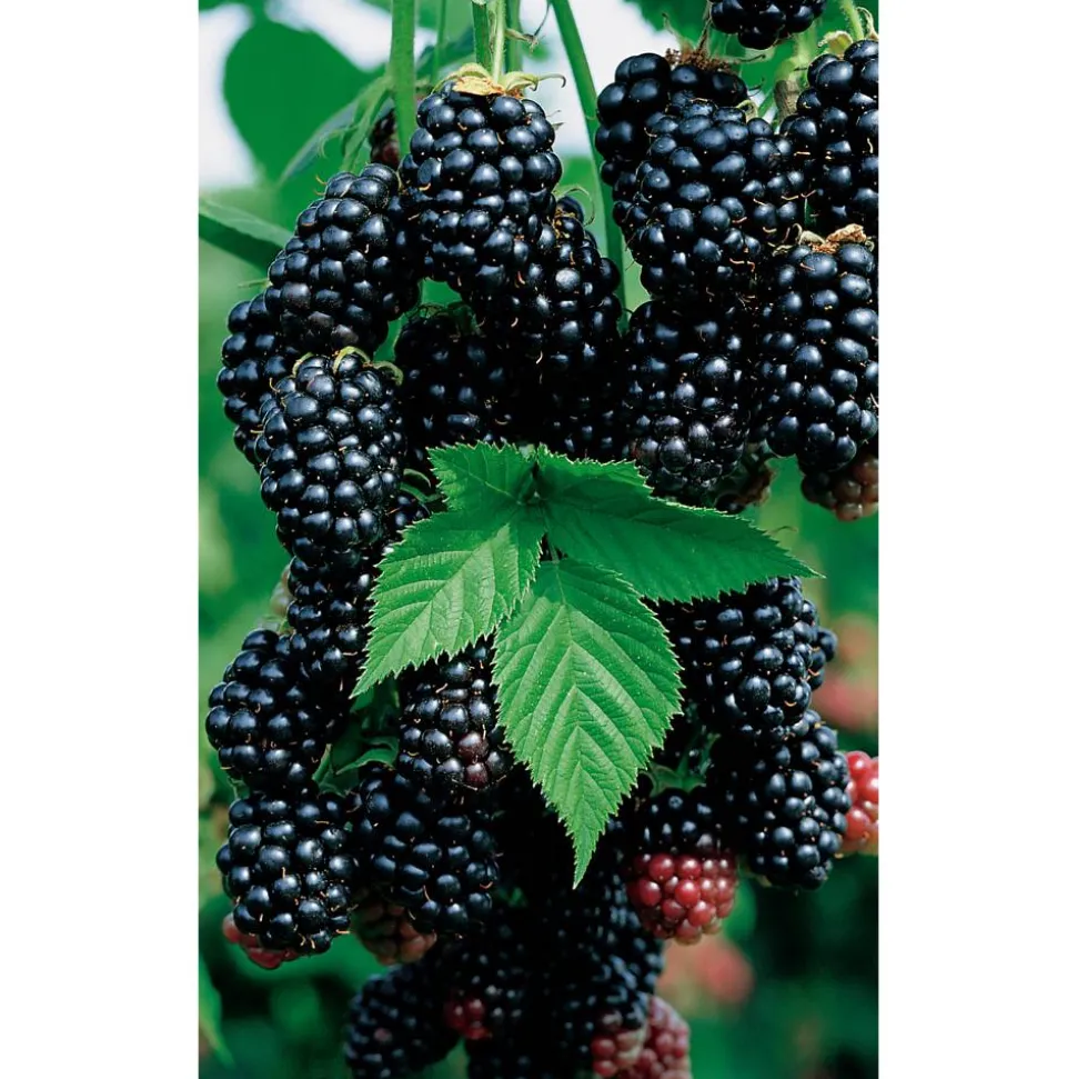 Naturtalent by toom® Bio Brombeere 'Black Satin', Busch 14 cm Topf